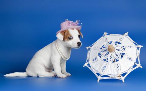 狗，珠子，帽子，伞，小狗