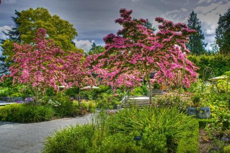 花园，加拿大，开花的树木，VanDusen植物园，温哥华