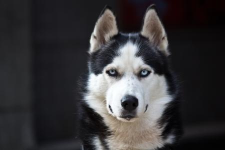 沙哑，狗，黑色，蓝色的眼睛，危险，白，可爱