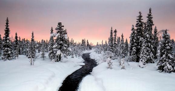 森林，树木，河流，雪，瑞典，光辉，云杉