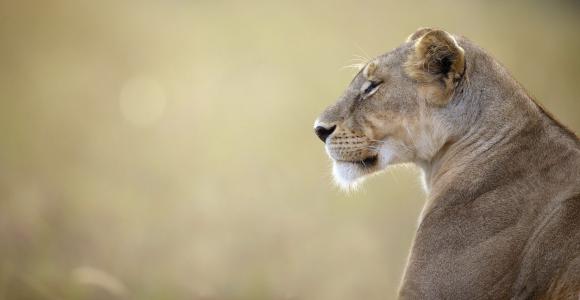 野生自然，母狮，肯尼亚
