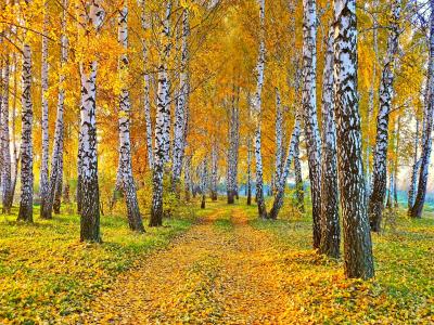自然，景观，秋季，路，黄叶，桦木