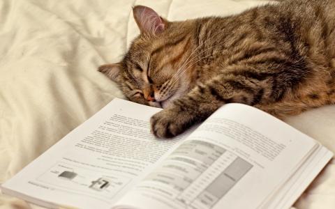 猫，睡觉，书