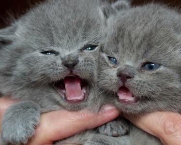 英国短毛猫，英国猫，小猫，孩子，双胞胎