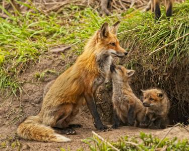 狐狸，狐狸，孕妇，孩子，幼崽，洞穴