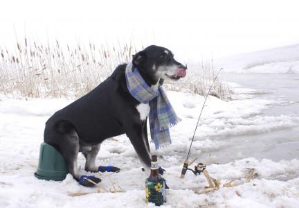 狗，冬天，钓鱼，钓鱼竿，瓶，雪，围巾，渔夫，芦苇