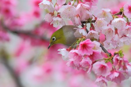日本的白眼，鸟，樱花，樱桃，枝，花，花，春天