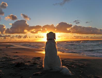 狗，晚上日落，太阳，天空，云，海滩，沙，海，水，波，动物