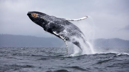 鲸鱼，跳跃