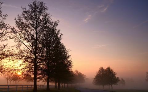 道路，景观，早晨，雾