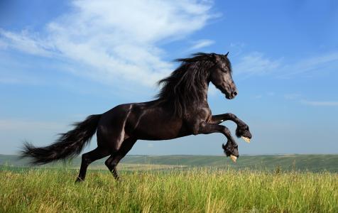马，自由，领域，草，美丽的马