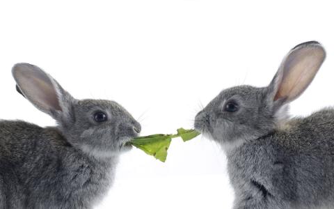 野兔，卷心菜，叶子