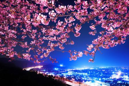 日本，日本，樱花，夜晚的城市，全景