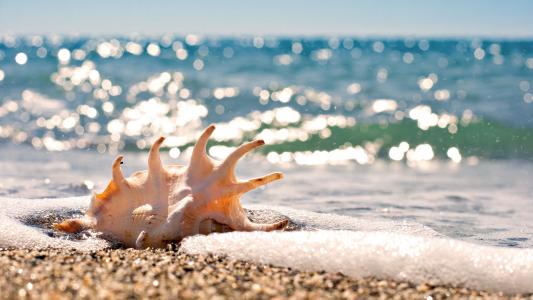 贝壳，沙子，海