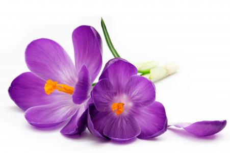 番红花，紫色，花瓣