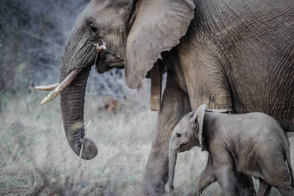 母亲大象旁边他的孩子高清壁纸