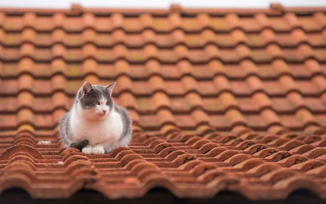 猫,屋顶,瓷砖