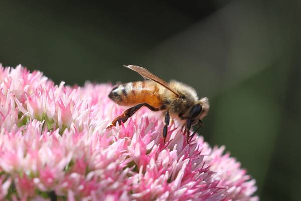 蜜蜂在白天,粉红色的花,蜂蜜蜜蜂,蜂蜜蜜蜂高清壁纸的浅焦点