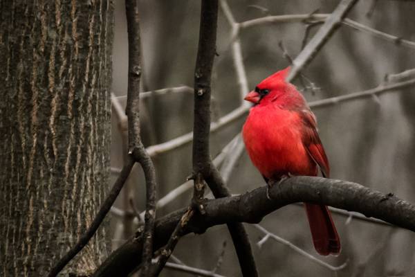 红色在树枝上的红衣主教鸟高清壁纸