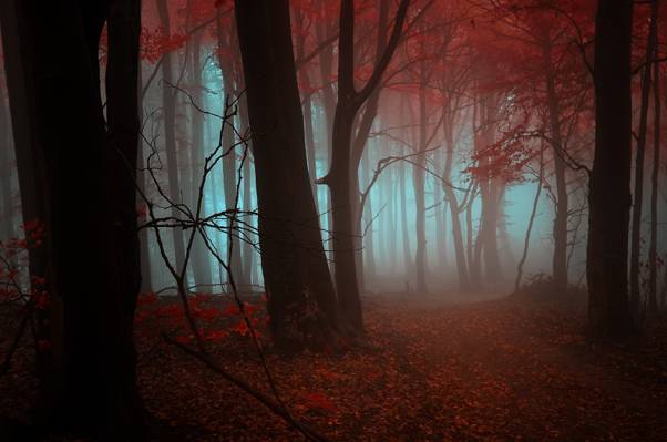 红色,橙色,雾,树,秋天,森林,叶子