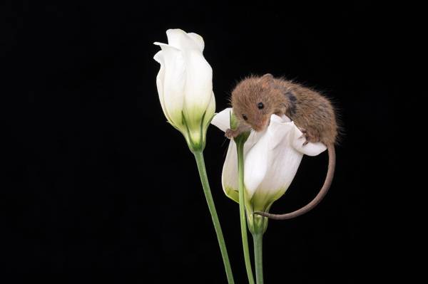棕色的鼠标,坐在两个白色的花瓣特写照片高清壁纸