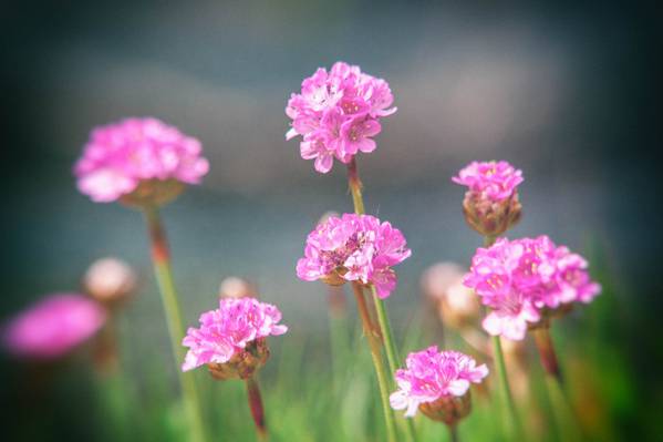 在白天时间高清壁纸粉红色的花的浅焦点摄影