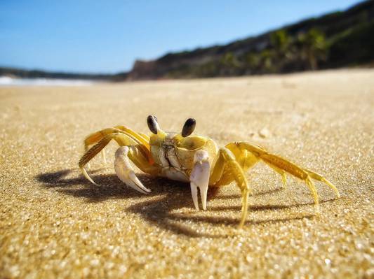 黄色螃蟹在沙子HD墙纸的浅焦点摄影