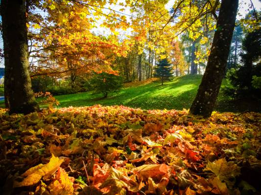 棕色和黄色叶子在白天旁边的树高清壁纸