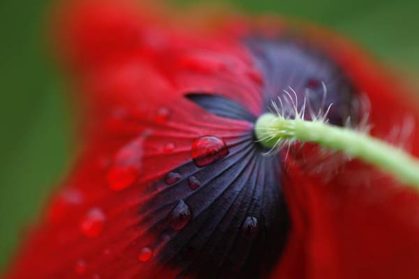 红色罂粟花特写照片用水滴下高清壁纸