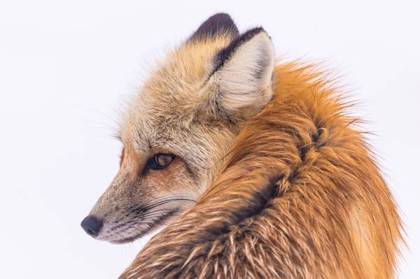红狐狸高清壁纸的背照片
