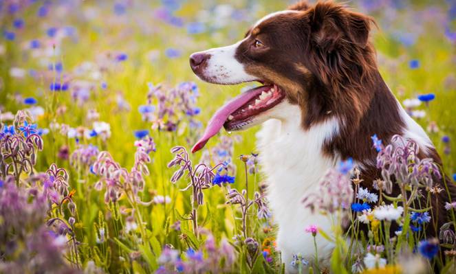 狗,澳大利亚牧羊犬,鲜花,草地,语言