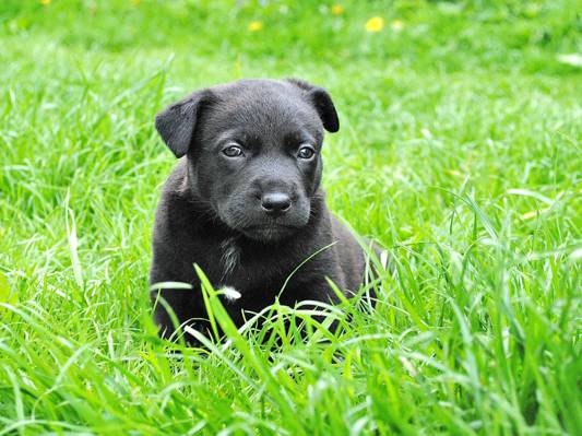 黑色拉布拉多猎犬小狗在草地上高清壁纸