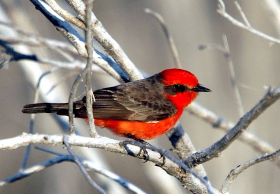红色和黑色的红衣主教鸟在白天的树枝上,朱红色捕蝇器高清壁纸