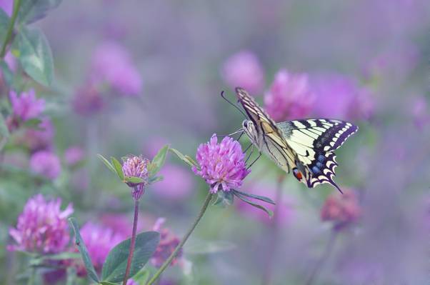 黄色的东部老虎燕尾蝴蝶在粉红色的花瓣高清壁纸上的景深摄影