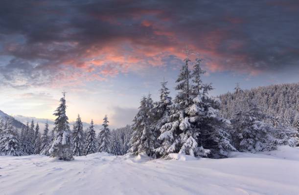 壁纸树,森林,雪,冬天,丘陵,黎明,云