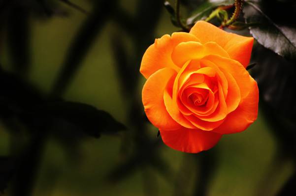 橙色玫瑰白天高清壁纸