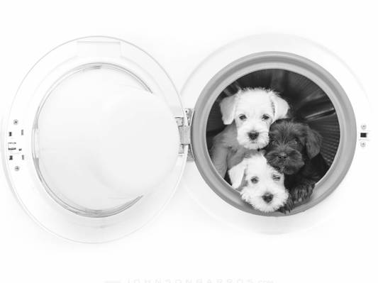 三位一体,狗,黑色和白色,洗衣机,三重奏,单色,小狗