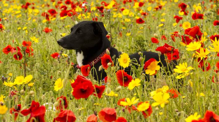 狗,真希,鲜花,草地