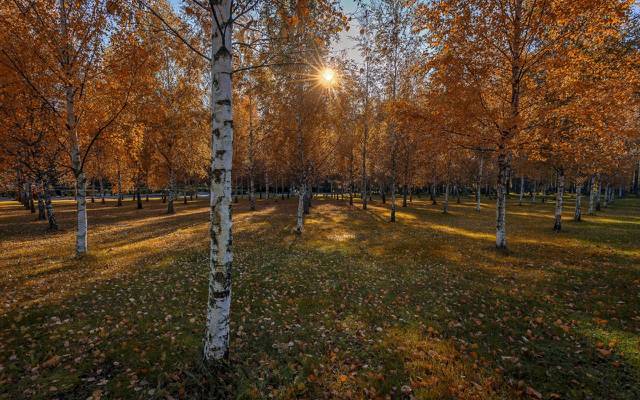 壁纸公园,桦木,秋天
