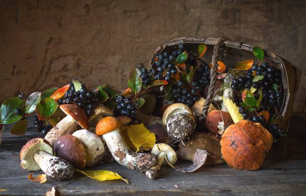 阿罗尼亚,篮子,蘑菇,秋天