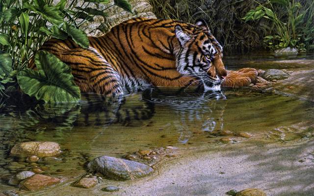Lee Kromschroeder,猫,绘画,老虎,渴,流,猛兽,老虎河,丛林