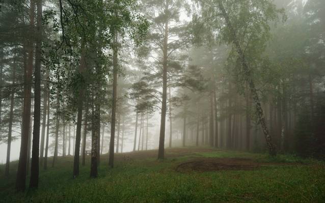 雾,森林,景观,性质