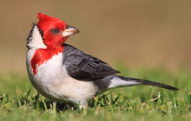 白色和红色的鸟,在草地上高清壁纸