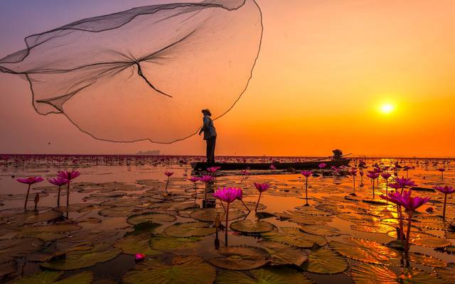 花,网络,湖,粉红色莲花,渔民,泰国