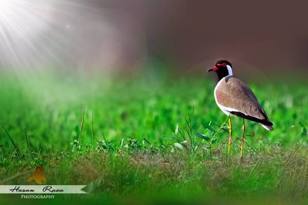 棕色和黑色羽毛的鸟在朝着阳光高清壁纸的绿色草地上的选择性焦点摄影