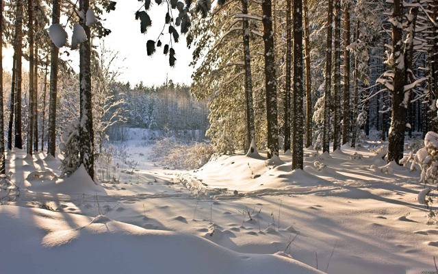自然,冬天,雪,森林,冬天
