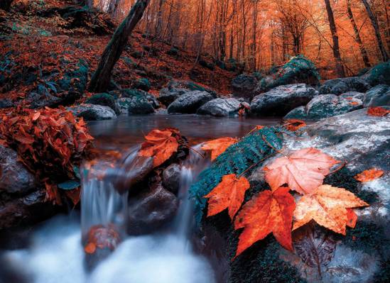 石头,为,自然,树木,叶子,流,景观,秋季,森林
