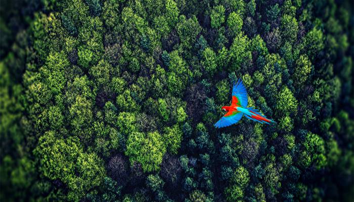 红色,蓝色和绿色的鸟在树上高清壁纸飞行
