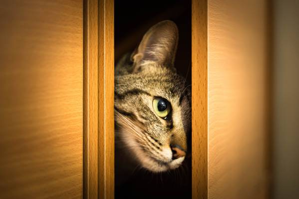 猫,看,窥视,门,脸,衣柜,猫
