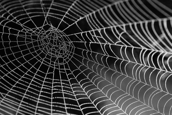 选择性摄影的蜘蛛网高清壁纸